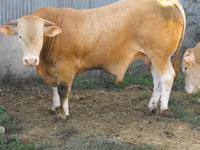 Bulle, Blonde d’Aquitane cattle — Foto 5