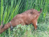 Ziegen (Partie, Geschlecht nicht angegeben), Murcia-Granada goats — Foto 2