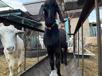 عنزة, Beetal goats — الصورة 5