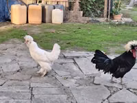 Chickens — الصورة 2