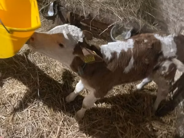 Toro, Raza gris húngara