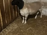 نعجة, Dorper sheep — الصورة 1