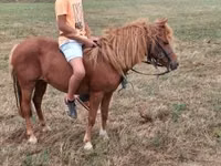 Mare, Horses — photo 1