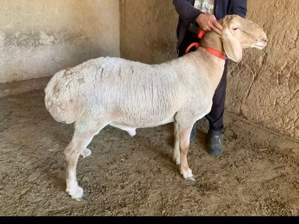 Ram, Arashan sheep