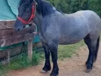 Mare, Polish Heavy — photo 3