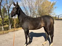 فرس, Akhal-Teke — الصورة 3