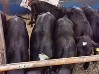 Bulle, Aberdeen-Angus — Foto 3