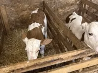 Cow, British White Cow — photo 3