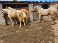 घोड़ी, घोड़े — फ़ोटो 3