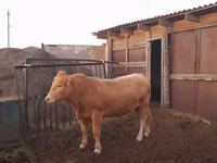 सांड, आउलियातिन नस्ल — फ़ोटो 5