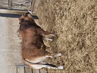 Toro, Partenaise cattle — foto 4