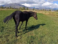 Horse (M), Horses — photo 5
