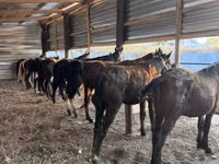 Horse (M), Horse breed — photo 1