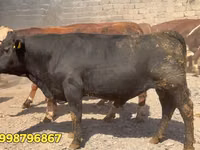 Bull, Red Belarusian cow — photo 2
