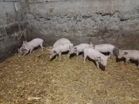 मादा सूअर, सूअर — फ़ोटो 4