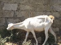 Ziege, Saanen goat — Foto 2