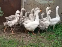 Geese — फ़ोटो 3