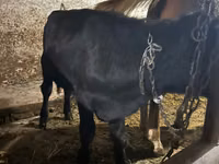 Bull, Aberdeen-Angus — photo 2