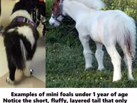 حصان, Miniature horse — الصورة 2
