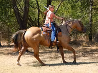 Caballo, Quarter Horse — foto 6