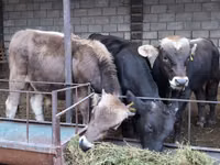Bull, Alatau breed — photo 5