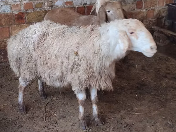 Schaf, West-Siberian mutton sheep