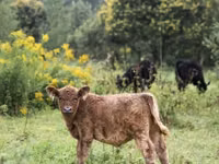 Bull, Galloway cow — photo 7