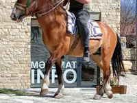 Horse (M), Karabakh horse — photo 4