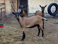 Ziege, Alpine goat — Foto 3