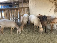 Carnero, Arashan sheep — foto 3