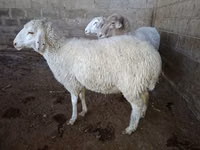 भेड़, Merino sheep — फ़ोटो 8