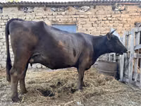 Cow, Swiss cattle — photo 5