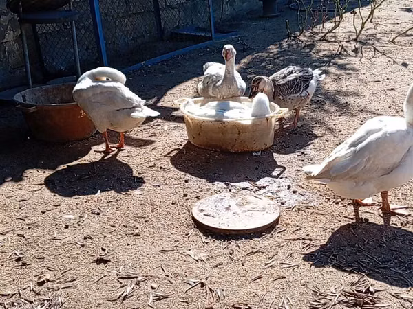 Geese