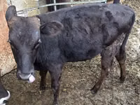 Bull, Aberdeen-Angus — photo 1