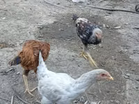 Chickens — Foto 3
