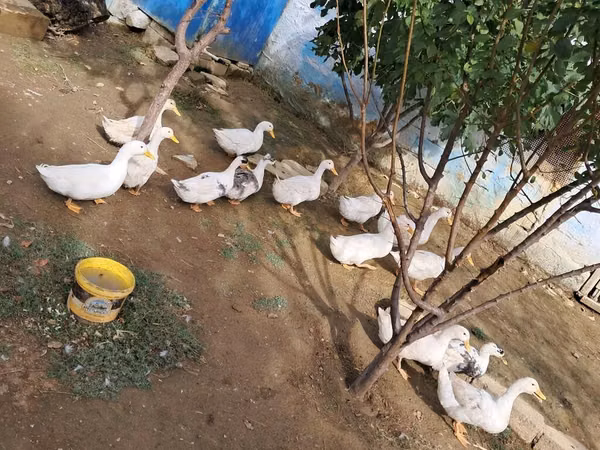 Ducks