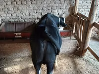 Rinder (Partie, Geschlecht nicht angegeben), Russian Black pied cattle — Foto 3