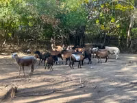 Schafe (Partie, Geschlecht nicht angegeben), Cameroon sheep — Foto 2