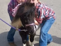 Mare, Miniature horse — photo 6