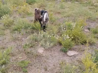 Cabras (lote, sexo no especificado), Cabras — foto 1