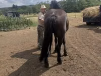 घोड़ी, Međimurje horse — फ़ोटो 5