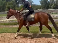 Caballo, Thoroughbred horse — foto 4