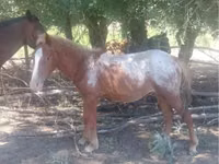Caballo, Tarpan (Died out) — foto 2