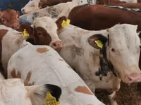 Bovinos (lote, sexo no especificado), Simmental cattle — foto 3
