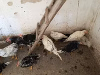 Chickens — Foto 4