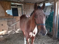 Mare, Horses — photo 4