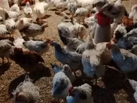 Chickens — Foto 6