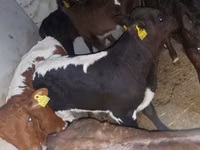 Bulle, Simmental cattle — Foto 5