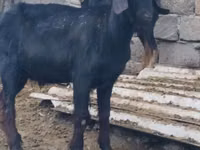 Ziegenbock, Anatolian Black goats — Foto 4