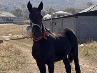 حصان, Arabian horse — الصورة 2